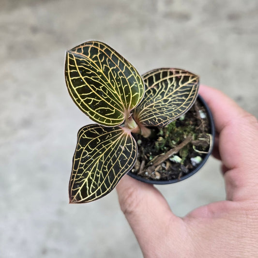 TERRARIUM - Ludisia Discolor Electric  Eel' - 2"