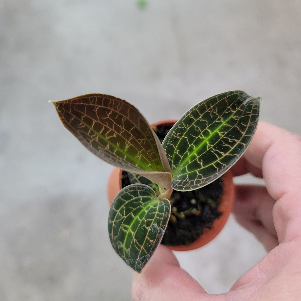 TERRARIUM - Macodes Sanderiana X Limii - 2"