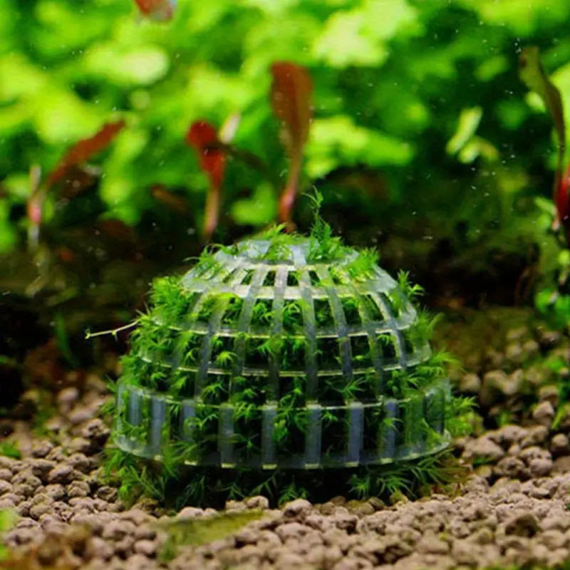 TERRARIUM - Moss Ball Holder