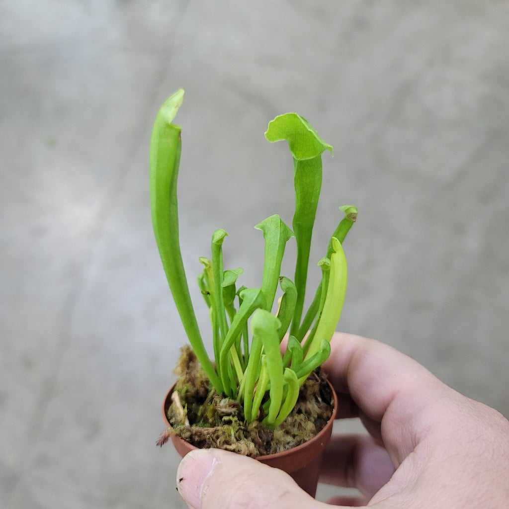 TERRARIUM - Sarracenia Assorted - 2"