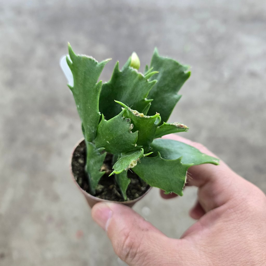 Schlumbergera truncata - 2