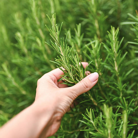 Herb - Rosemary Assorted - 3.5"