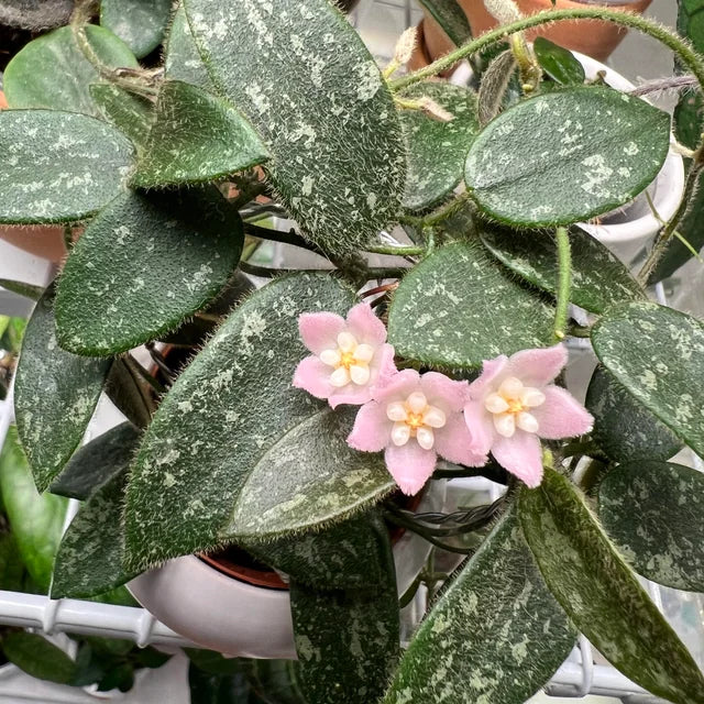 花座ありホヤ極美株 大苗トムソニー　ピンクHoya thomsonii pink Hoya thomsonii 'Pink' - 2