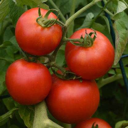 Early Girl Tomato - 3.5"