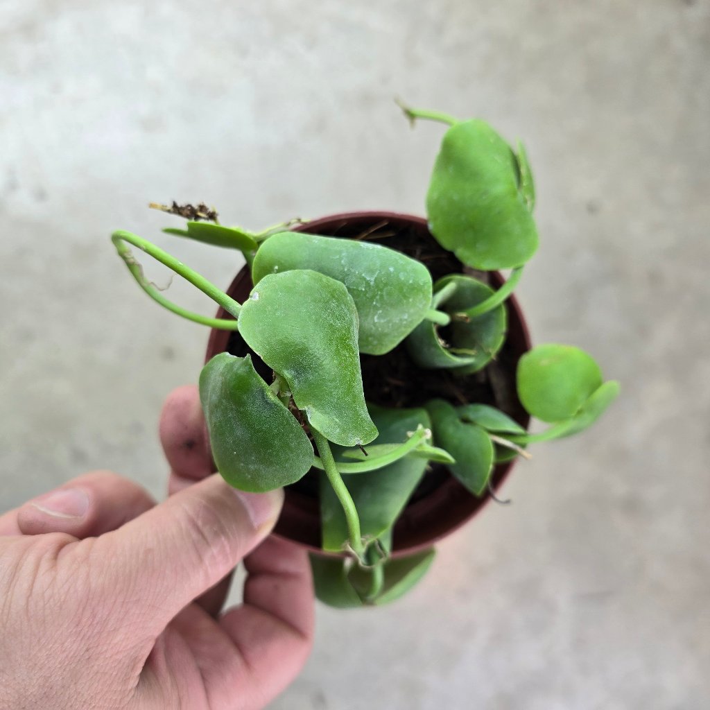 TRAILING PLANTS - Dischidia Platyphylla - 4"