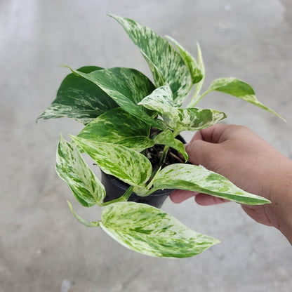 TRAILING PLANTS - Epipremnum Aurea 'Snow Queen' - 4"