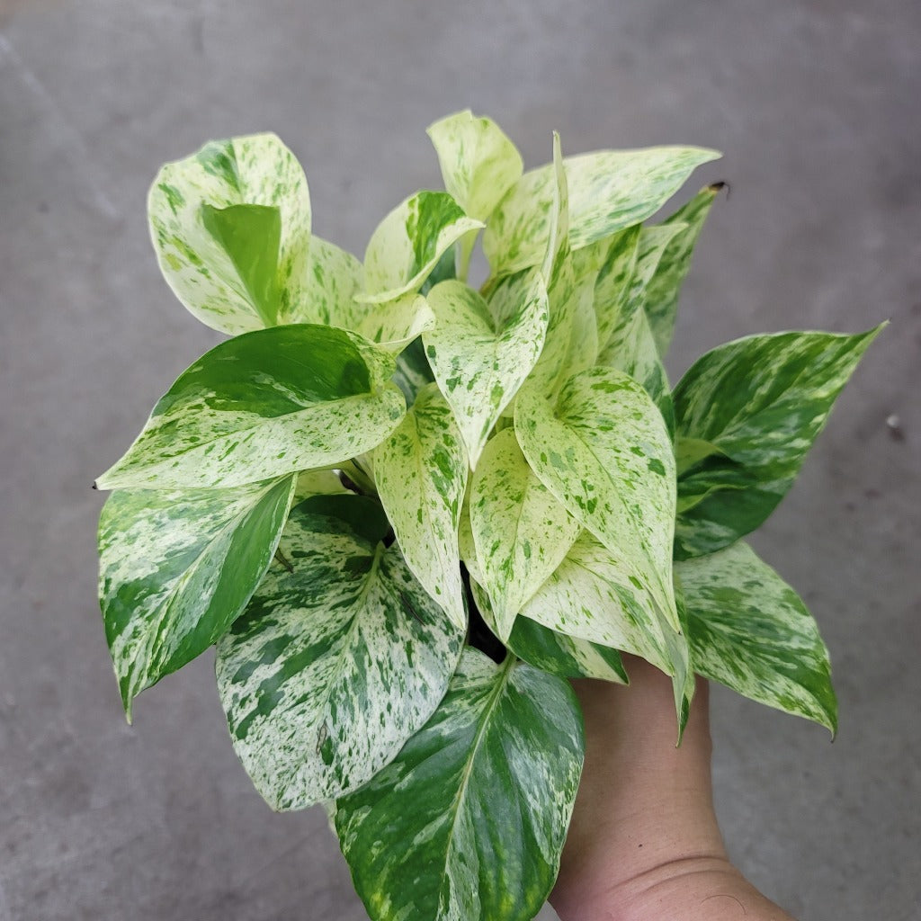 TRAILING PLANTS - Epipremnum Aurea 'Snow Queen' - 4"