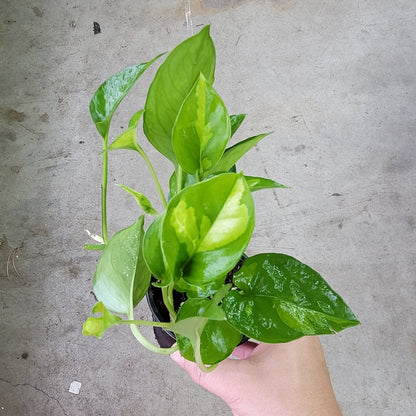 is global green pothos rare Epipremnum aureum 'Global Green'