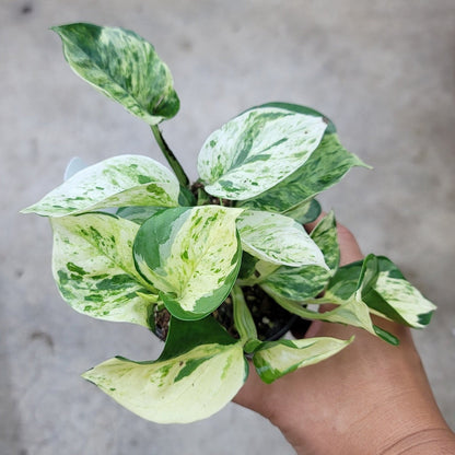 pothos bundle Epipremnum