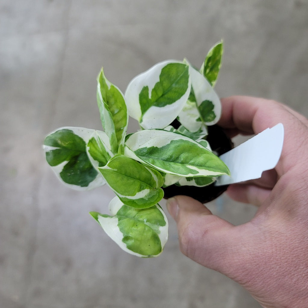 Trailing Peace Trailing Plants - Peace, Love & Happiness Club