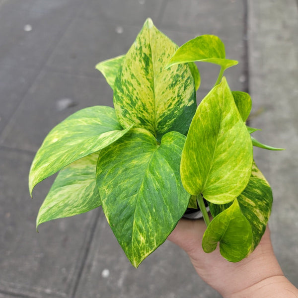 leopard goddess pothos Epipremnum aur. Sunshine Goddess 4" ct