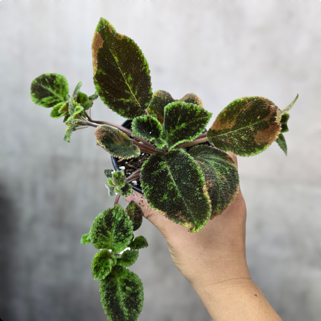 Episcia 'Coco' - 4