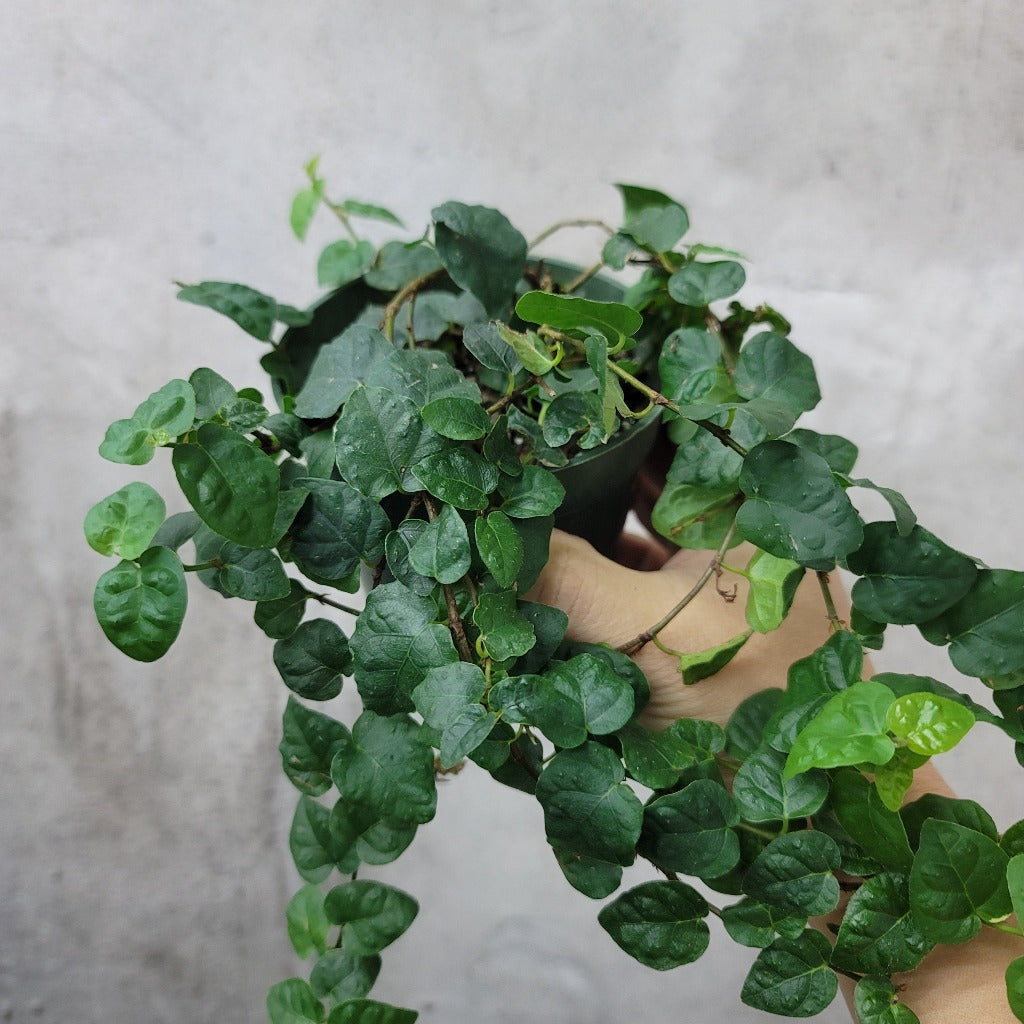 Trailing Peace Trailing Plants - Peace, Love & Happiness Club