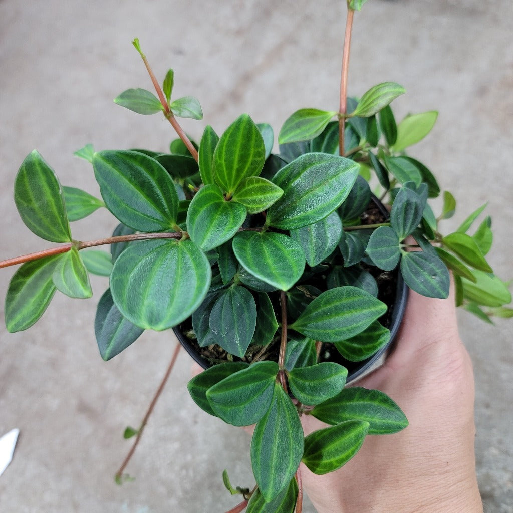 TRAILING PLANTS - Peperomia Angulata - 4"