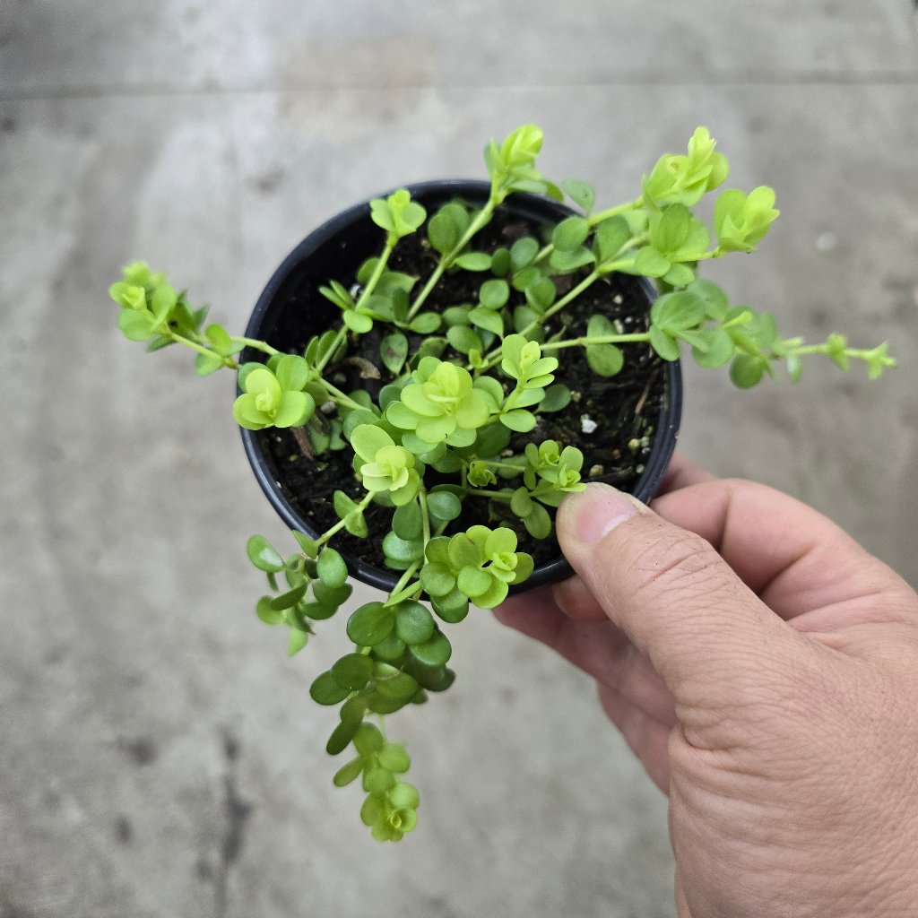 TRAILING PLANTS - Peperomia Deppeana - 4"