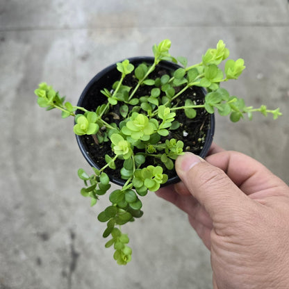 TRAILING PLANTS - Peperomia Deppeana - 4"