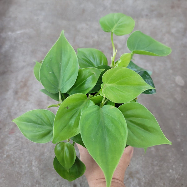 philodendron cordatum vertical Heart Leaf Philodendron 4in