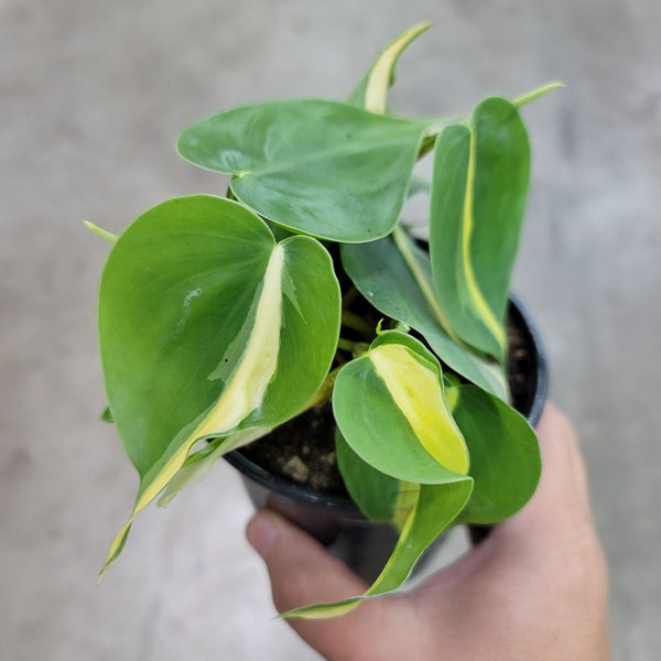 Philodendron hederaceum 'Brasil'