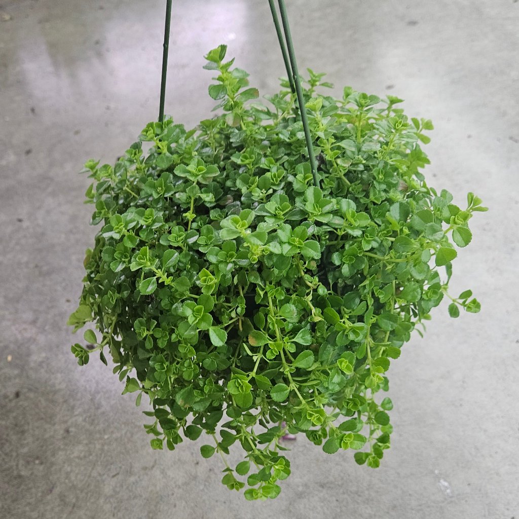TRAILING PLANTS - Pilea Depressa - 6" (HB)