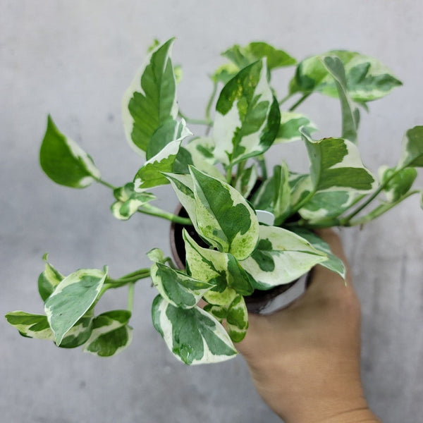 Pothos N Joy 4in