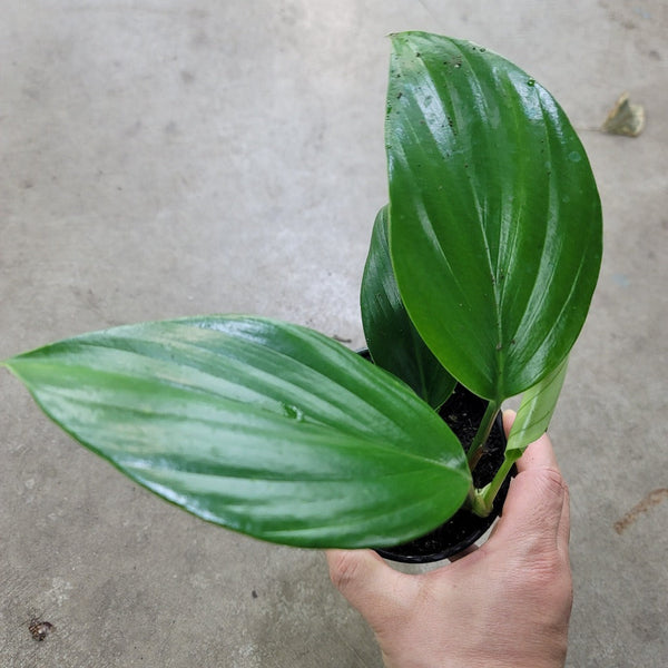philodendron dragon tail vs rhaphidophora decursiva Dragon Tail Plant, Rhaphidophora Decursiva