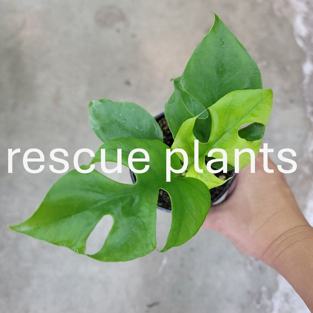 Rhaphidophora tetrasperma - 4" (rescue)