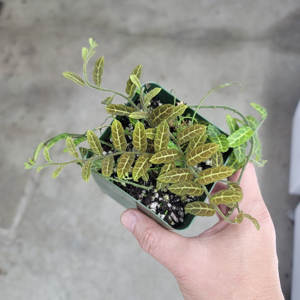 Trailing Plants - Peace, Love & Happiness Club