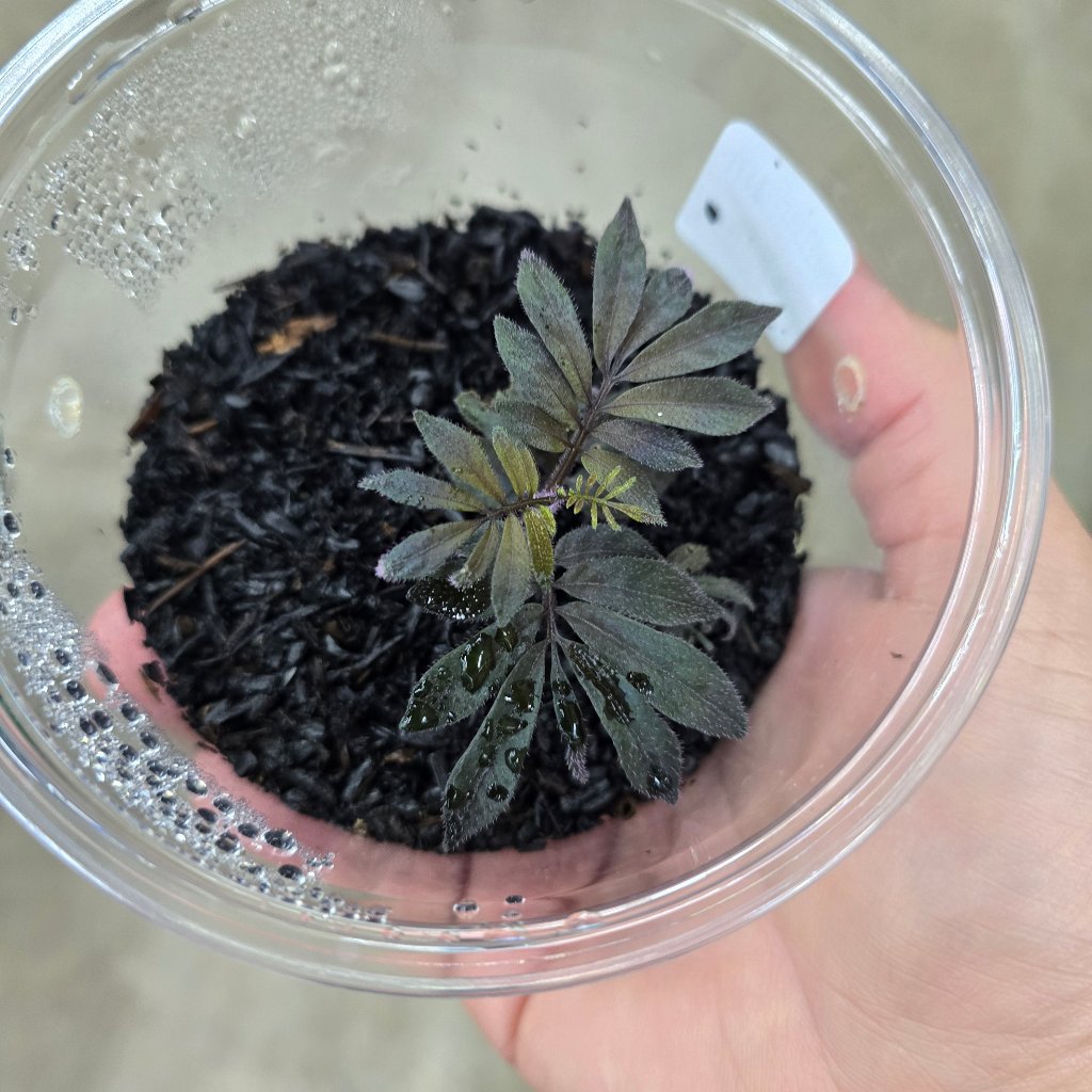 TRAILING PLANTS - Solanum Uleanum - Cutting