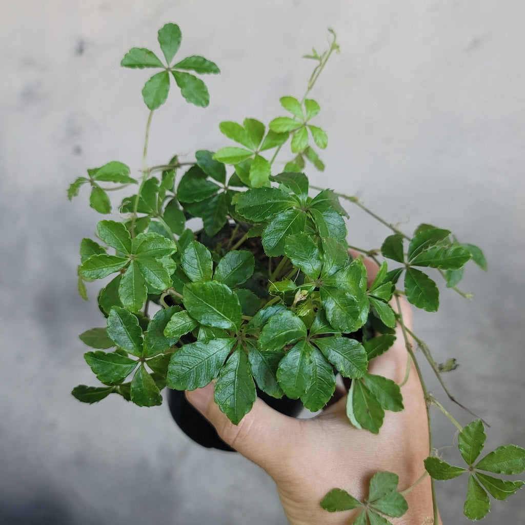 Trailing Peace Trailing Plants - Peace, Love & Happiness Club
