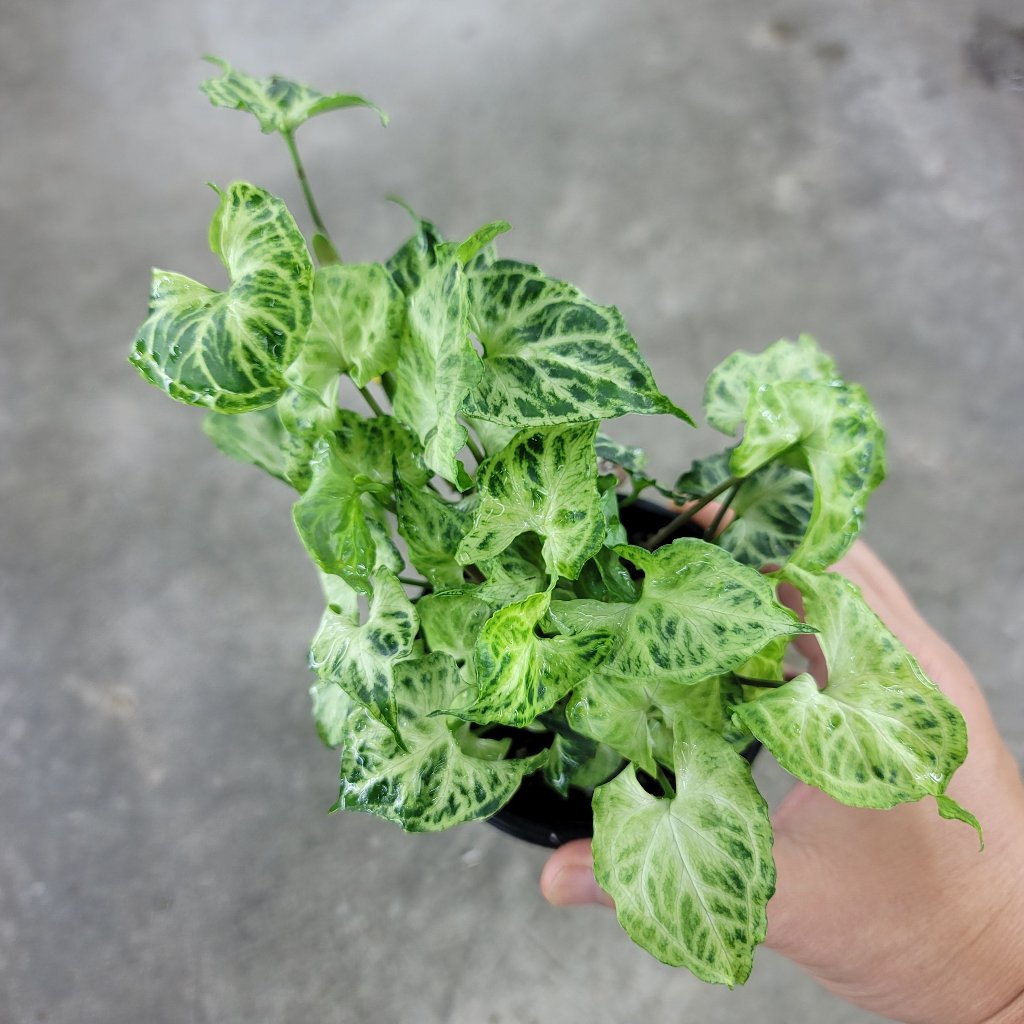 Syngonium podophyllum 'Batik' - 4