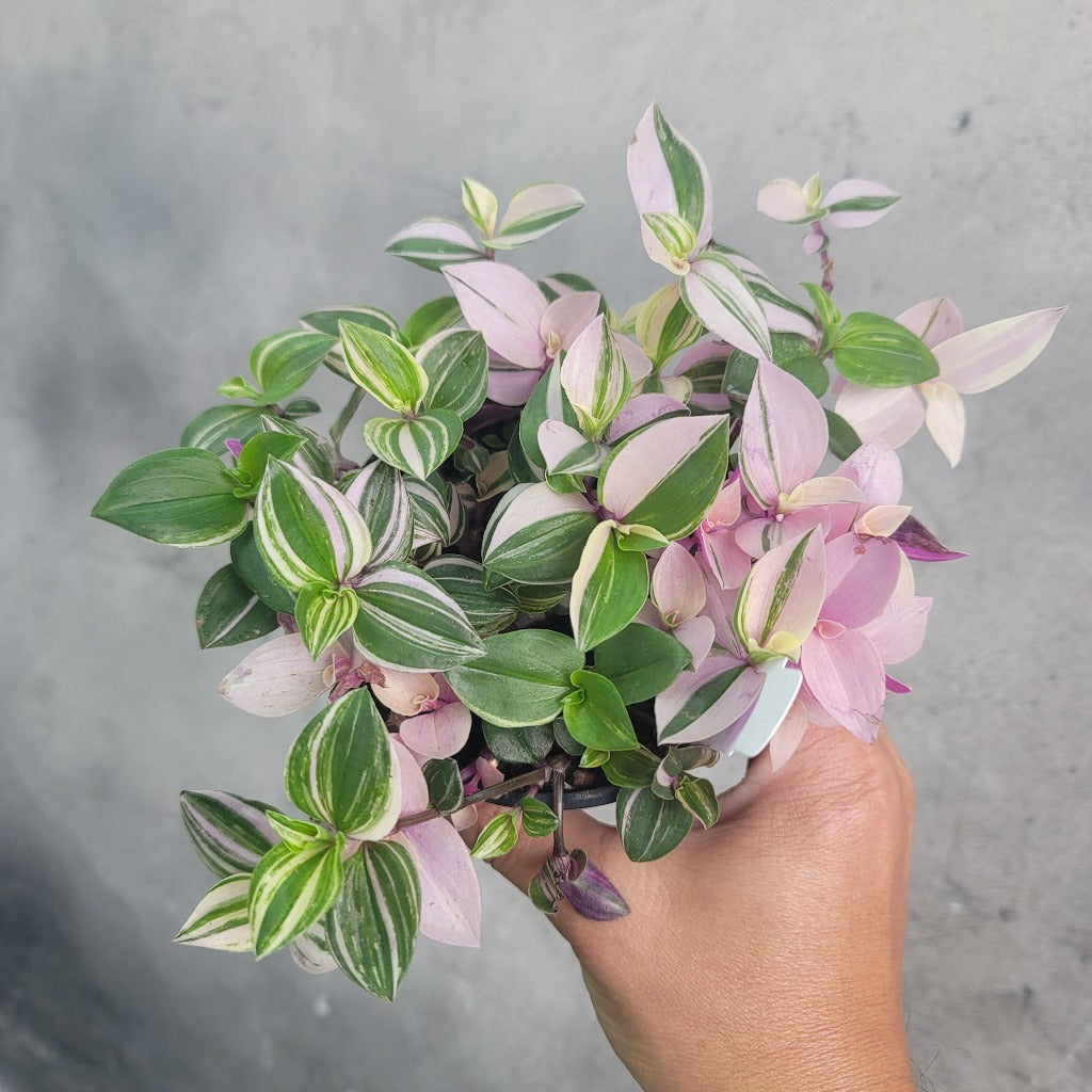 TRAILING PLANTS - Tradescantia 'Pink Princess' - 4"