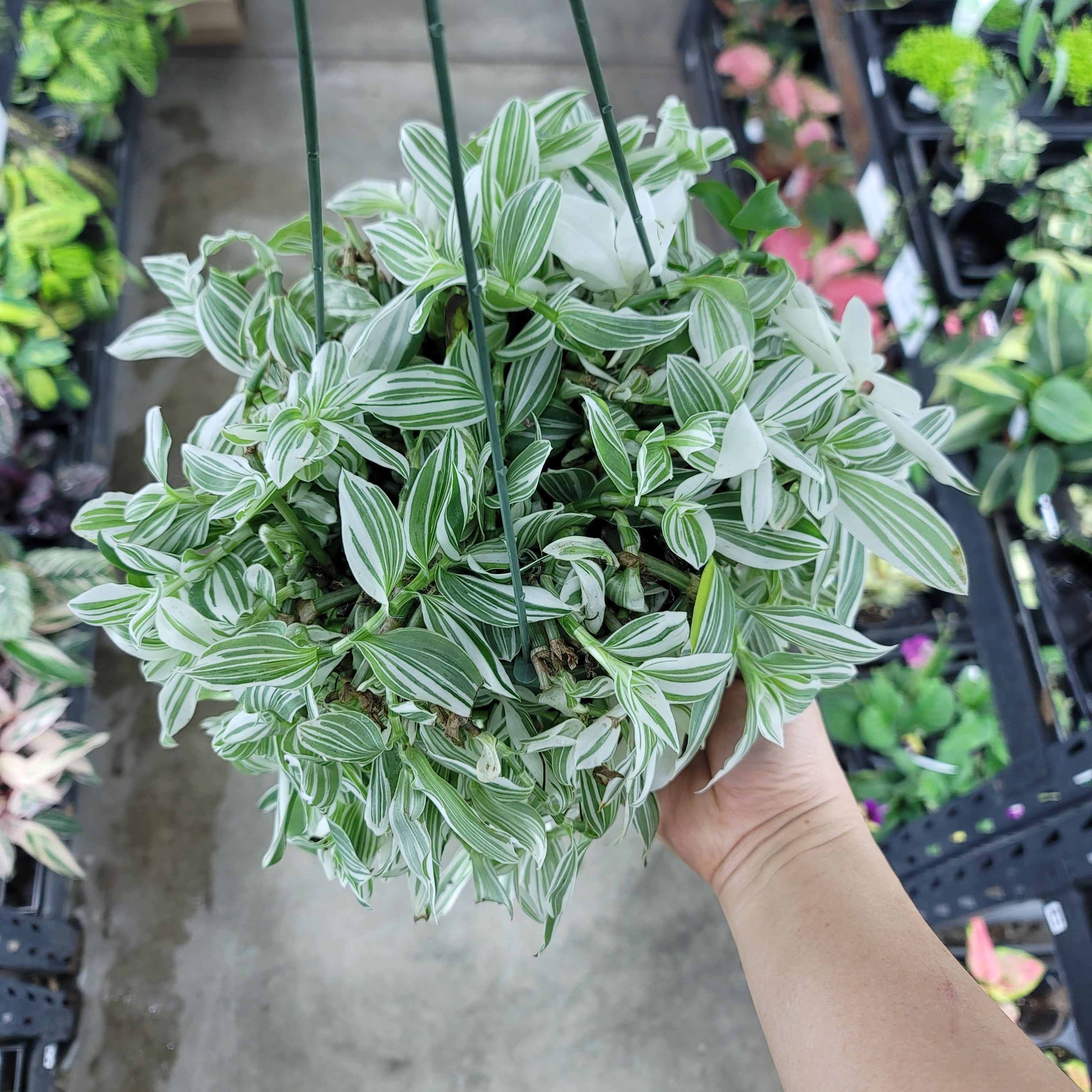 Trailing Peace Trailing Plants - Peace, Love & Happiness Club