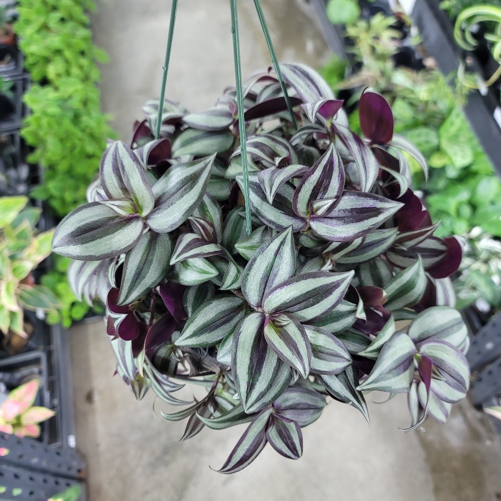 TRAILING PLANTS - Tradescantia Zebrina Purple