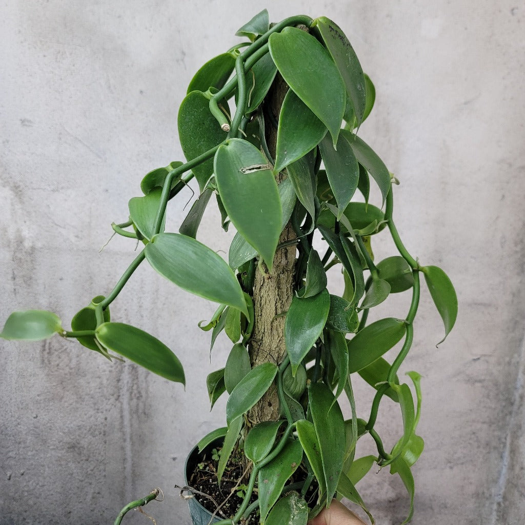 TRAILING PLANTS - Vanilla Orchid - 6"