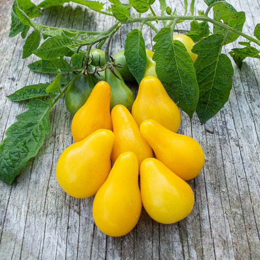 Tomato - Yellow Pear - 3.5"