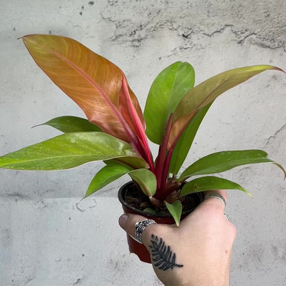 Philodendron tangerine - 4"
