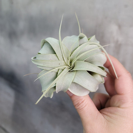 AIRPLANTS - XEROGRAPHICA MINI - 4"