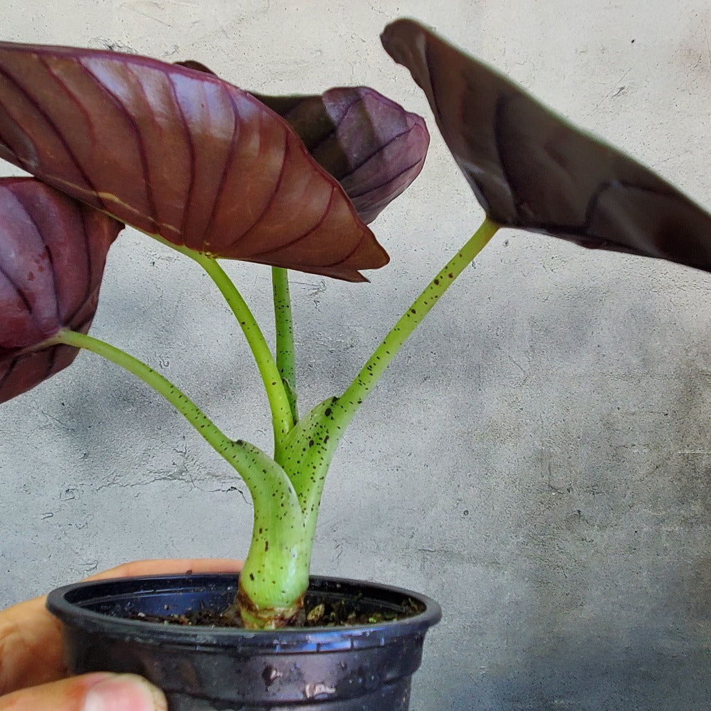 Alocasia nebula 'Imperialis' - 4