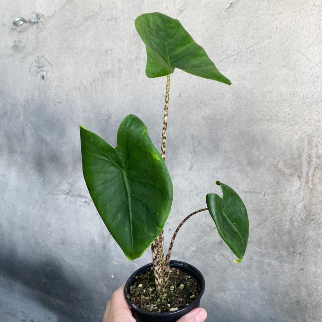 COLLECTOR PLANTS - ALOCASIA ZEBRINA - 4"