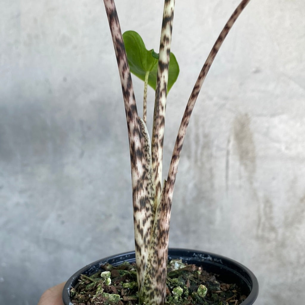 COLLECTOR PLANTS - ALOCASIA ZEBRINA - 4"