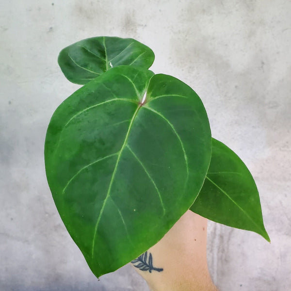anthurium red gunsal Anthurium 'red gungsal' x