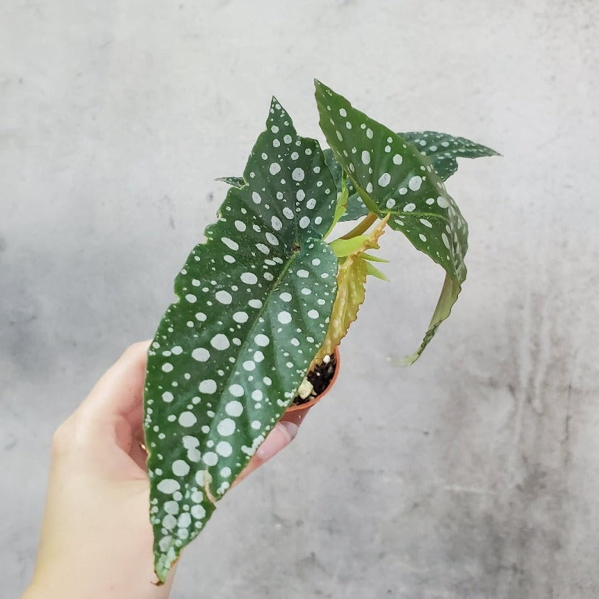 COLLECTOR PLANTS - BEGONIA OLEI SILVER SPOT - 2"