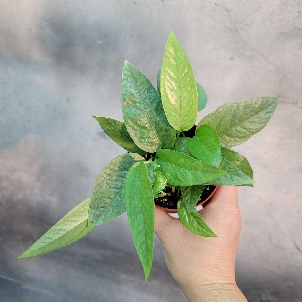 cebu blue pothos for sale near me Epipremnum pinnatum Cebu Blue