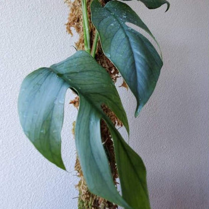 philodendron cebo blue Epipremnum pinnatum Cebu Blue