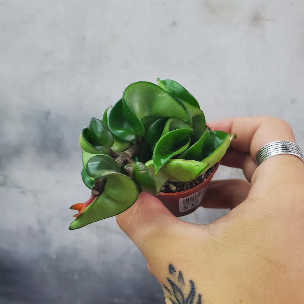 COLLECTOR PLANTS - HOYA CARNOSA COMPACTA  - 2"