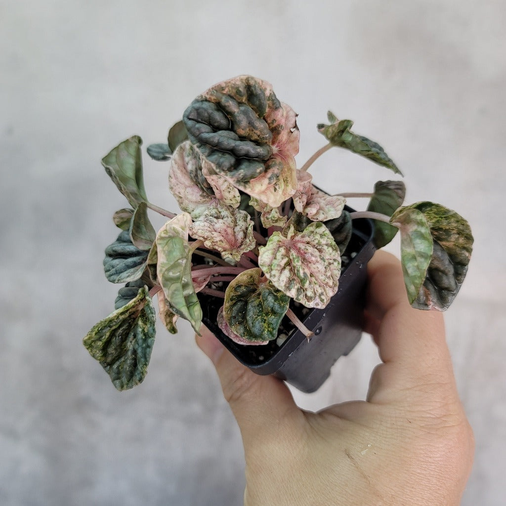 COLLECTOR PLANTS - PEPEROMIA PINK LADY  - 2"