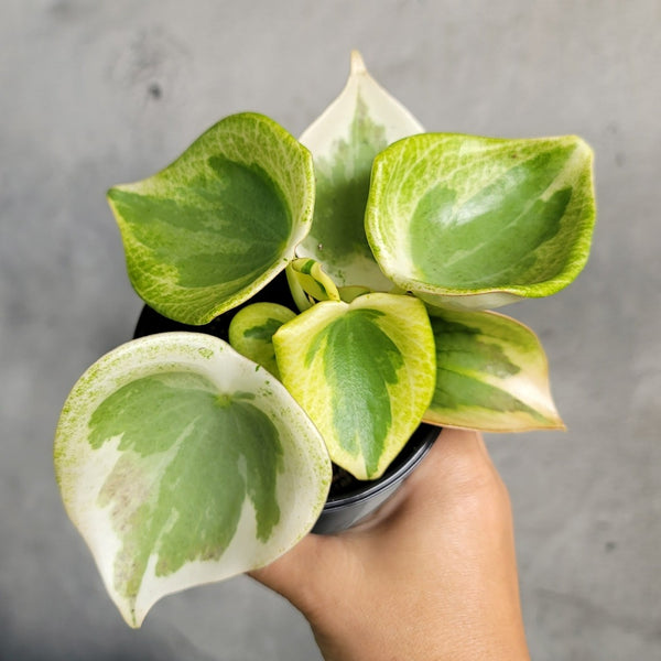 Peperomia polybotrya variegated