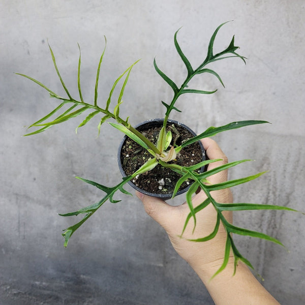 Philodendron tortum - 4"  Peace, Love & Happiness Club