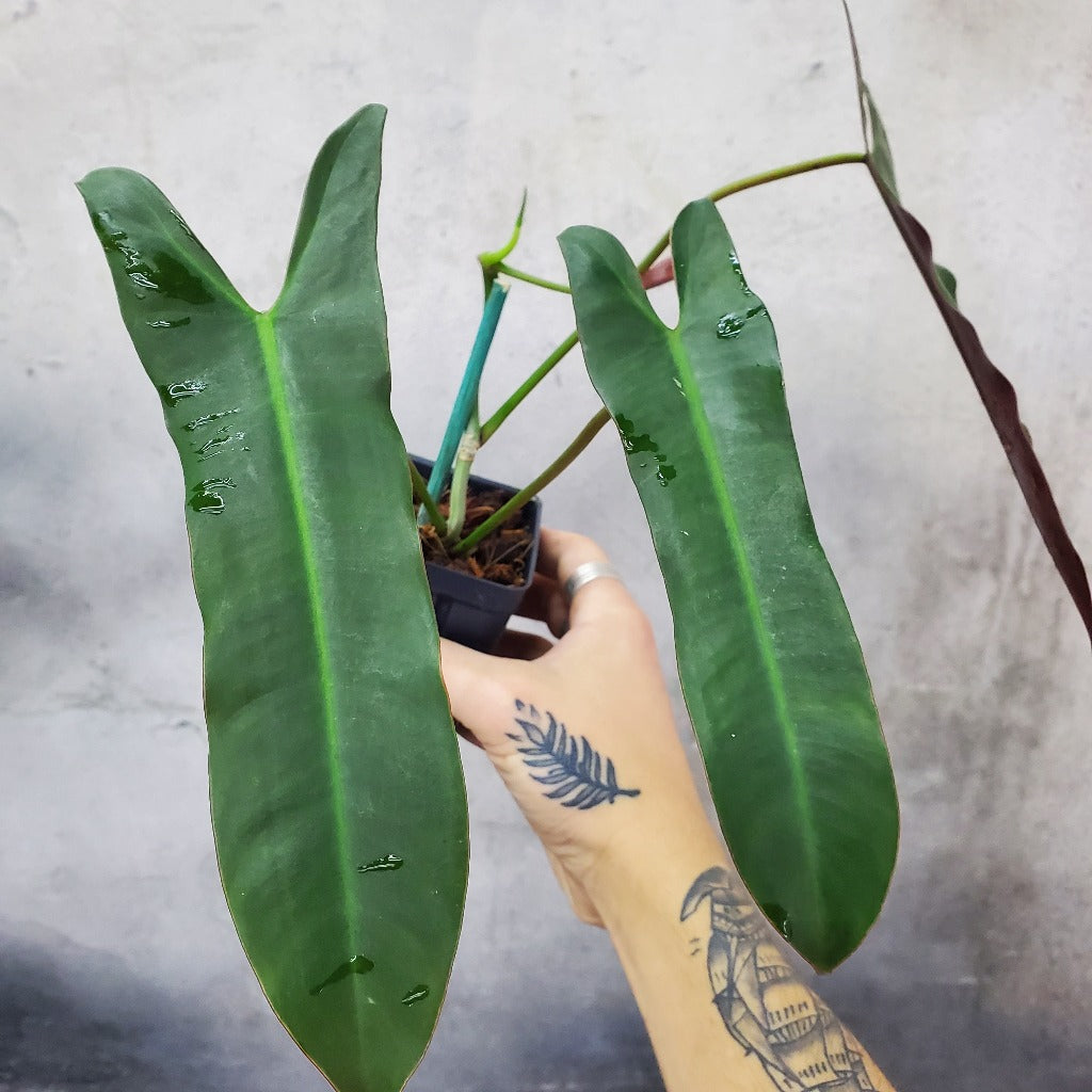 COLLECTOR PLANTS - PHILODENDRON ATABAPOENSE