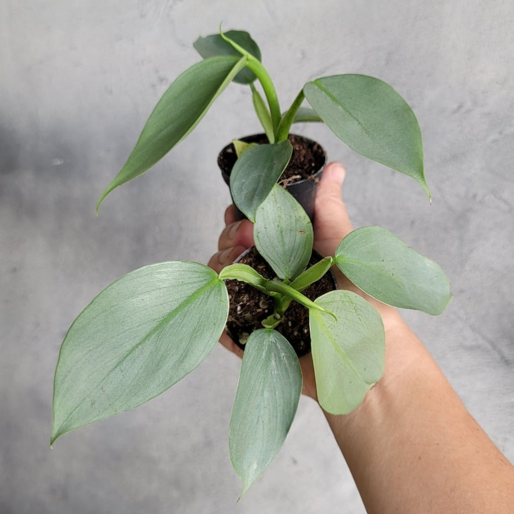 COLLECTOR PLANTS - PHILODENDRON HASTATUM - 2"